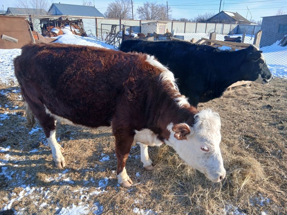 Акбас и смесь Ангуса