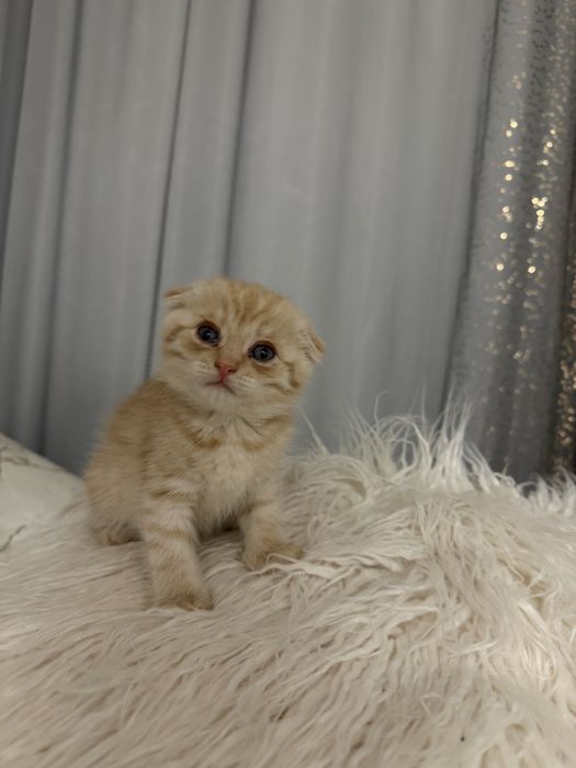 Продаю шотладского котика