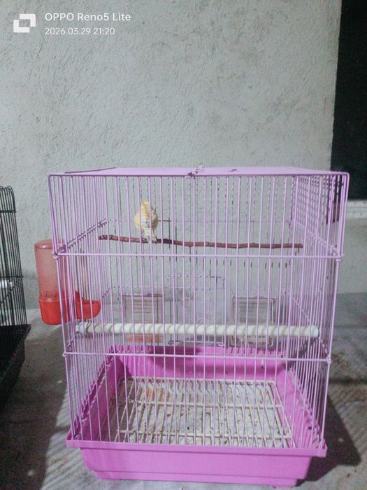 Продается канарейка