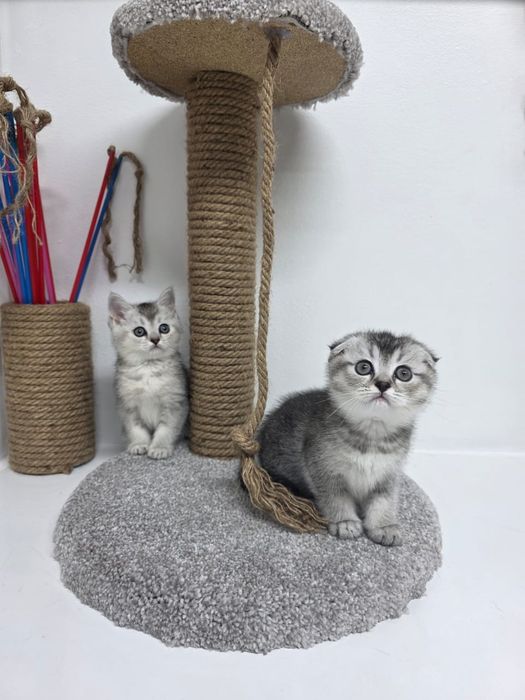 .  Кошечки. Шотландские