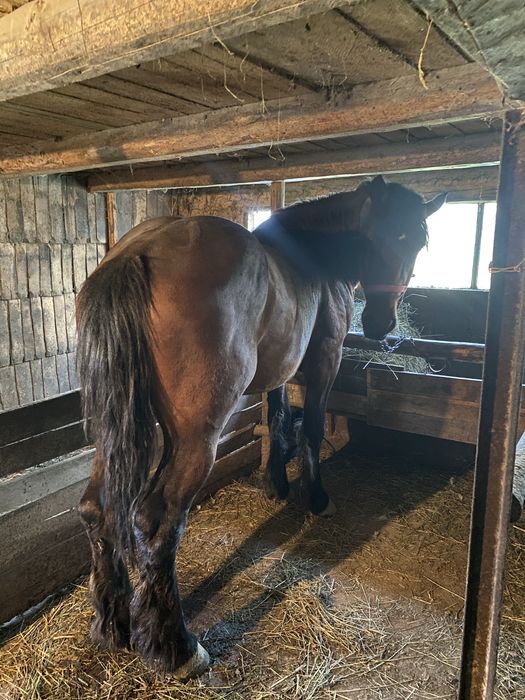Armasar de vanzars, face 3 ani pe 25 mai, 165cm la greaban
