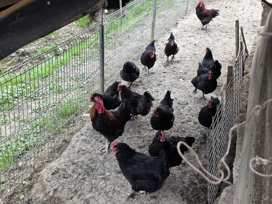 Ouă incubat rasă Marans