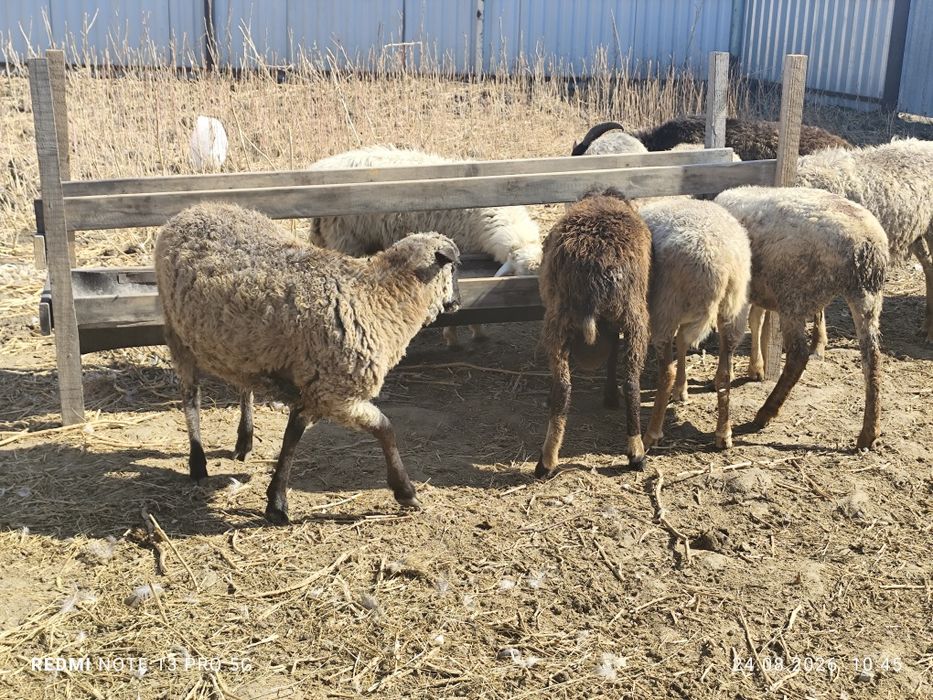 Продам токты. Токтушки. Бараны. Овцы