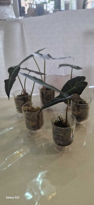 Комнатные цветы алоказия полли