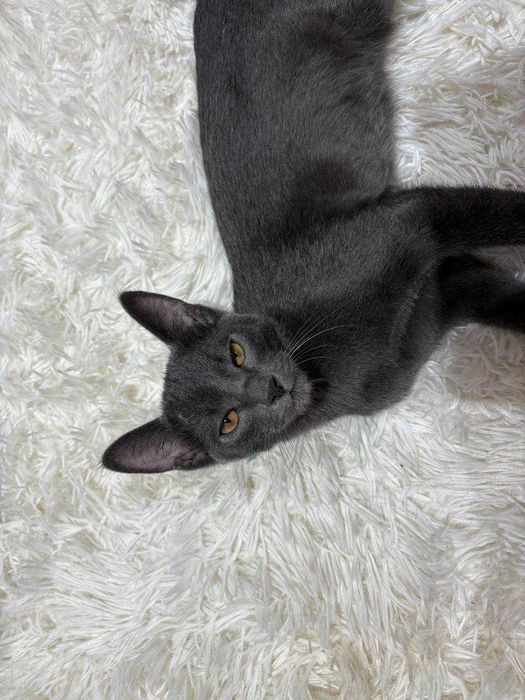 Котенок ищет самые добрые ручки