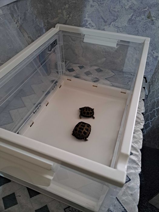 Террариум современный для черепах