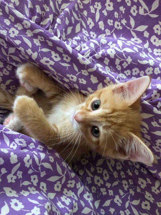 Sariq yuvosh uy mushugi