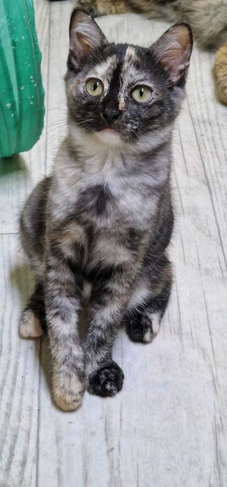 Кошечка, девочка, 3.5 месяца, привезем сами.