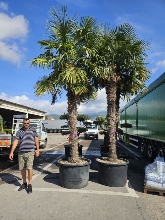 Palmierii rezistenți la îngheț toate dimensiunile