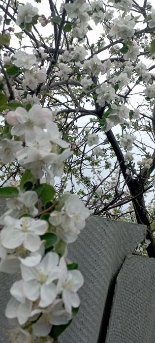 Продам дачный участок в СО Весна