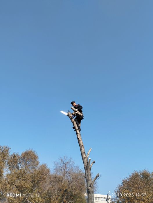 Спил деревьев Алматы