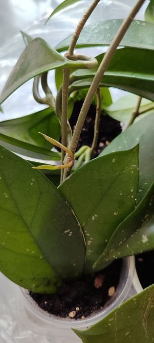 Хойки сортовые красивые