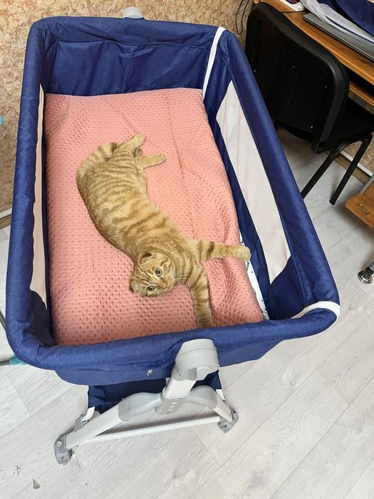 Отдадим котенка в добрые руки