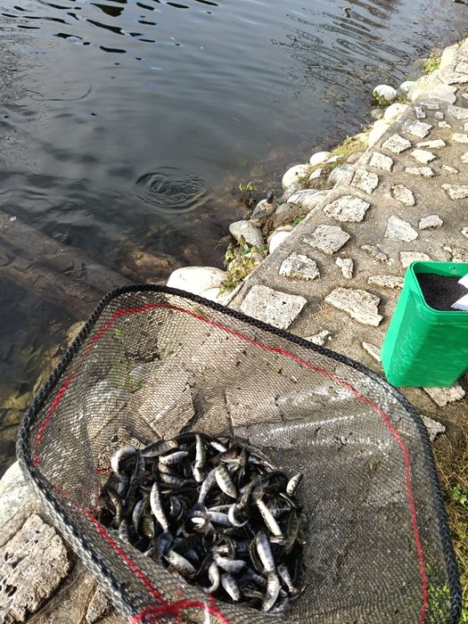 Vând puiet păstrăv fântânel