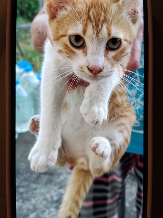 Бебета котета безплатно