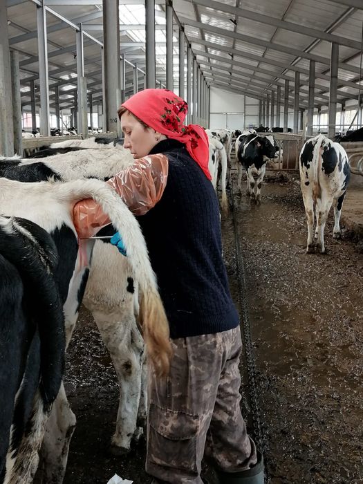 Искуственное осеменение КРС