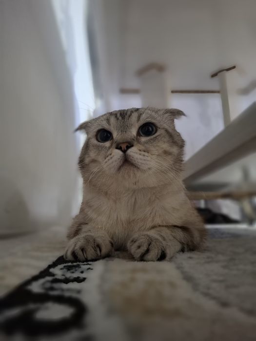 Кошка шотландский