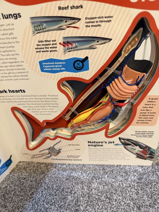 Enciclopedie rechin engleza