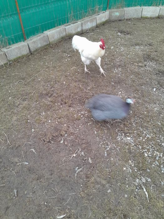 Vând diverse pasari