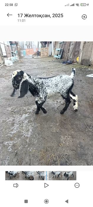 Битал теке лақ сатлады