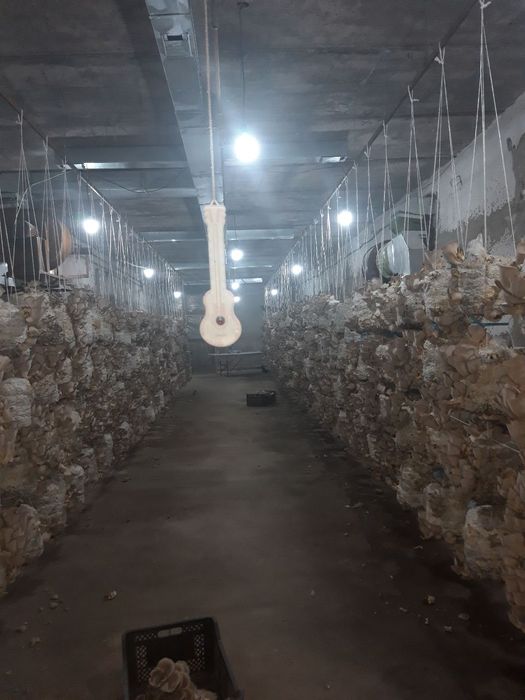 Продам мицелий вешенки