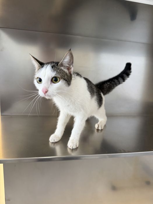 Котенок ЛАЙМА ищет семью. Стерилизована