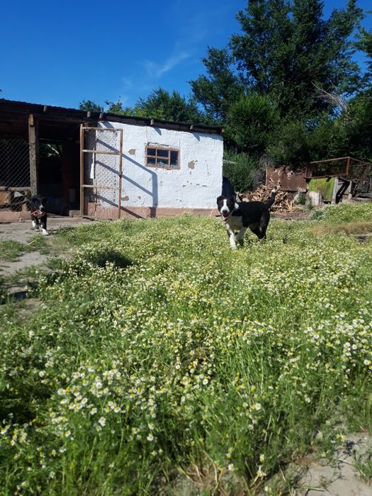 Продается собака