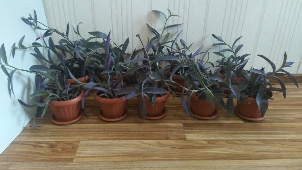 Традесканция бледная 'Purpurea'