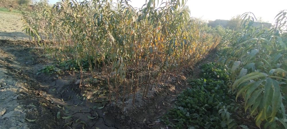 Mevali koʻchatlar sotiladi