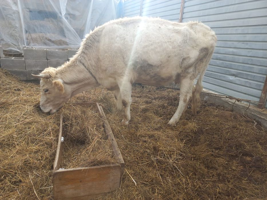 Продам 2 карова  по 700,000