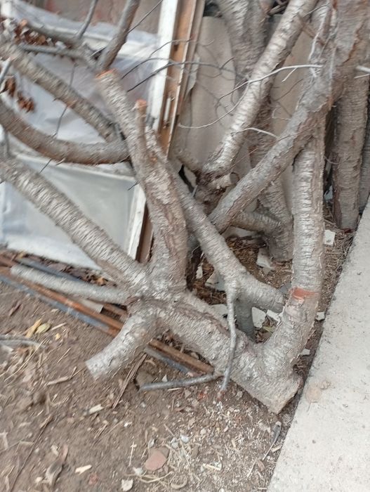 Тегын отын сыйакысымен