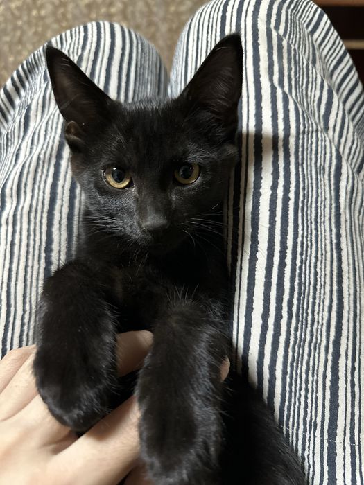 Красивые котята в добрые руки