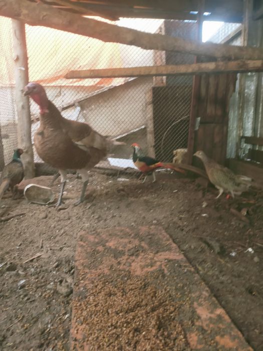 Ундік қораздары сатылады