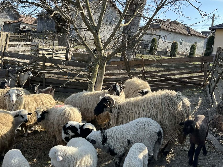 Vând 12 oi din 25 pe ales