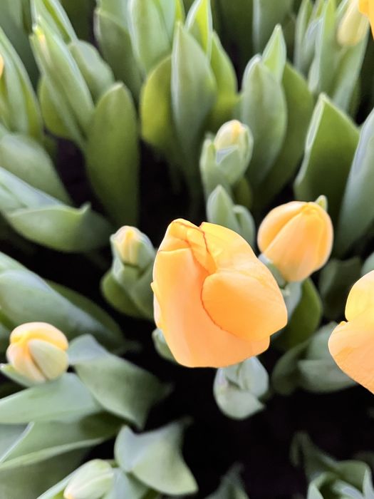 Цветы по хорошой стоимости