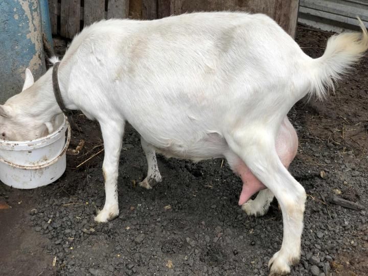 Зааненский козы .