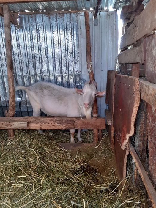 орыс ешкі тұқымынан теке бар