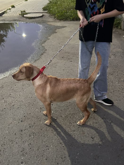 Лабрадор девочка