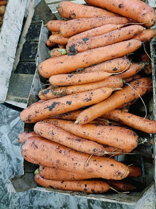 Morcov lux 2lei morcovi