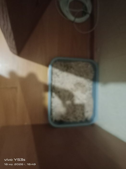 День раздения 11қантар 2026