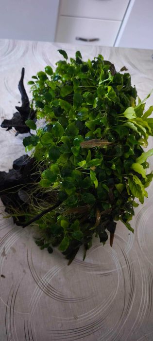 Аквариум 100L + външен филтър SunSun + Anubias + Tylomelania