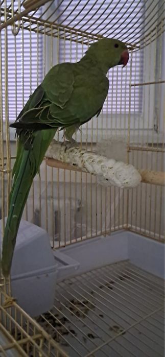 Ожереловый попугай