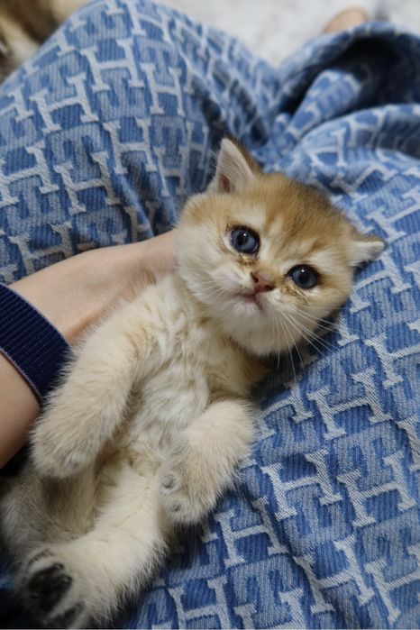 золотые шиншиллы