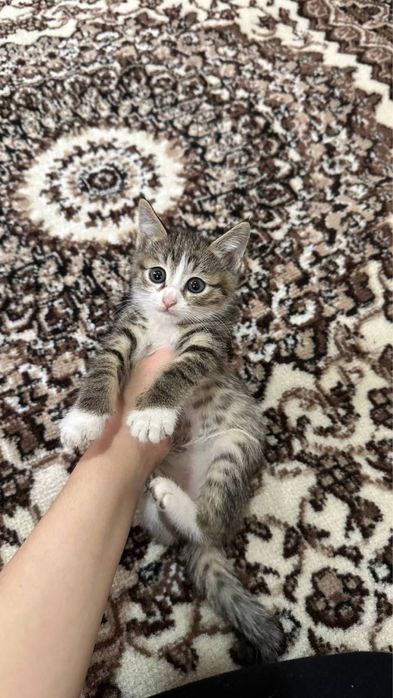 Котенка 3 месяц девочка