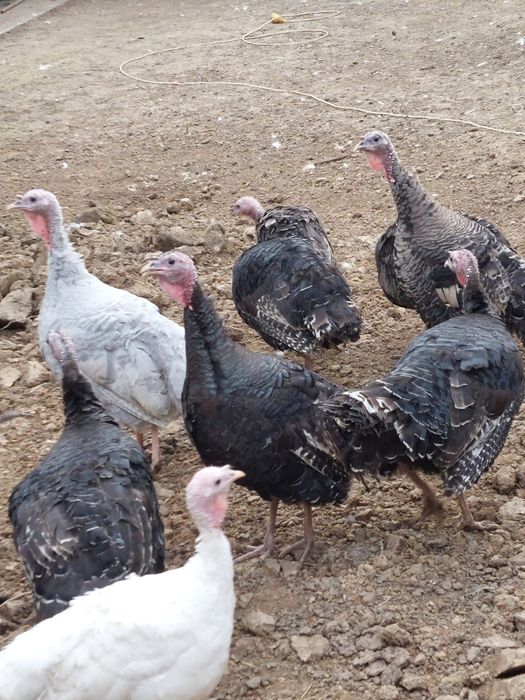 Curci de  țară și  bibilici