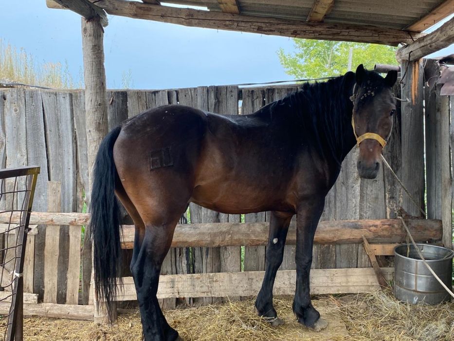 Жеребец племенной