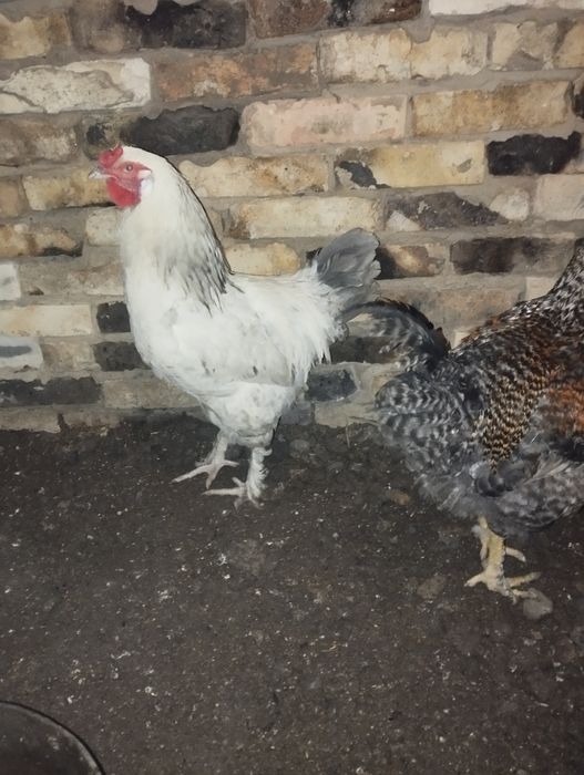 Молодые Петушки !