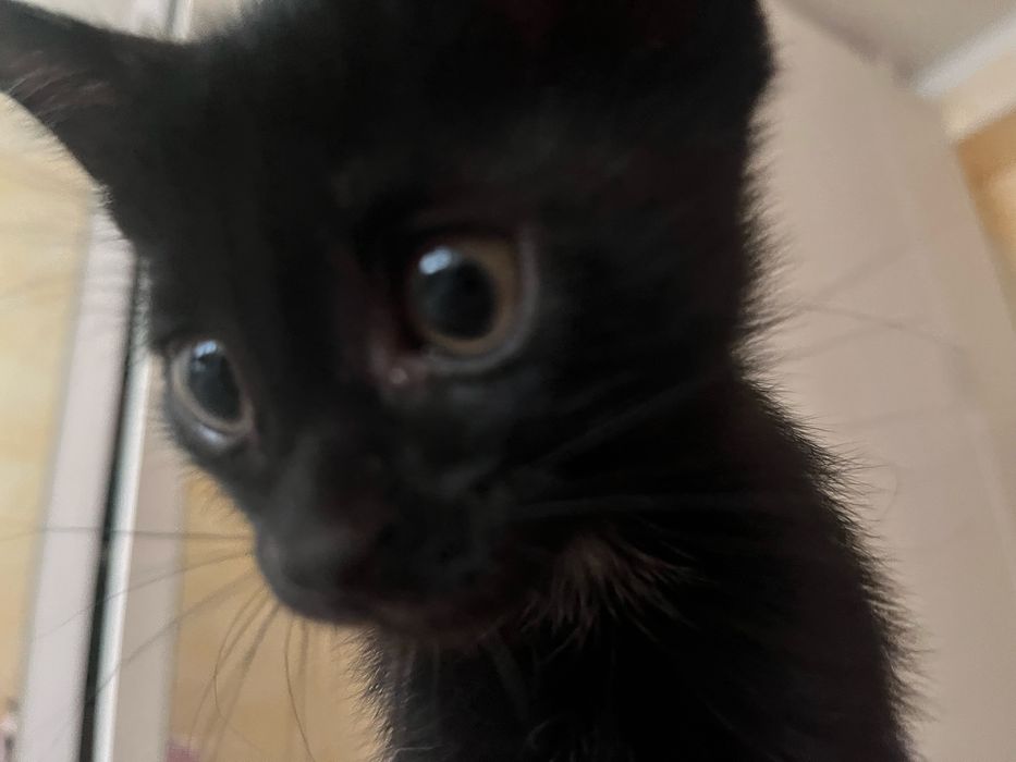 котенок мальчик в добрые руки