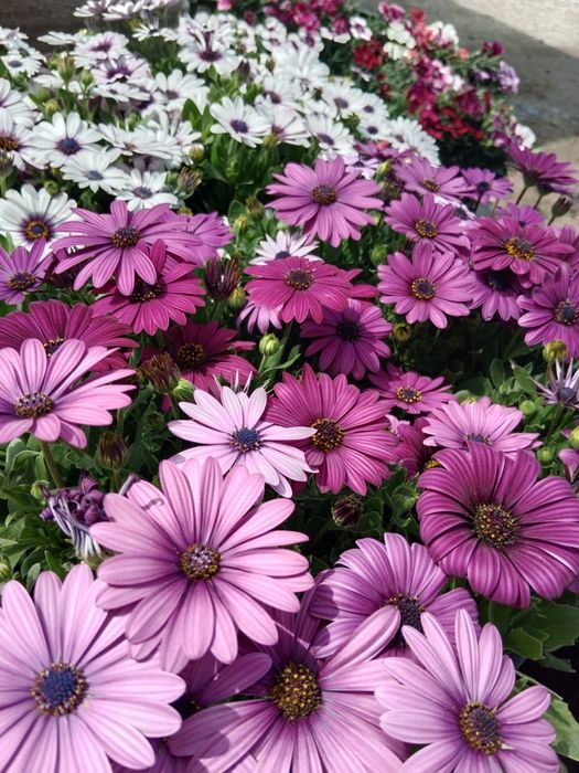 Гүлдер Цветы ОПТОМ!