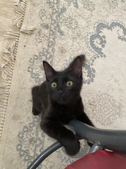 Продам Кот 10.000